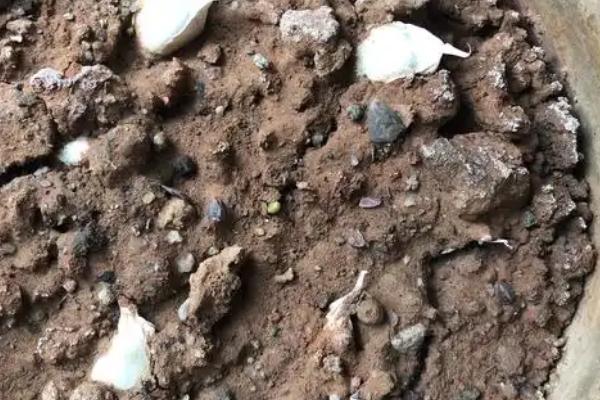 盆栽蒜苗能收割多少次，一般可连续收割3-4次