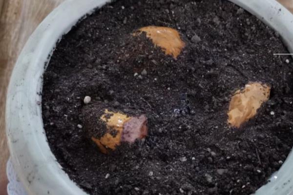 榴莲籽能不能种植，种植后经过2-3个月就会发芽