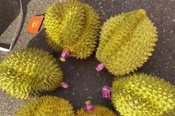榴莲籽能不能种植，种植后经过2-3个月就会发芽
