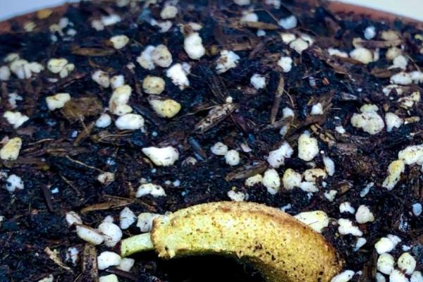 榴莲籽能不能种植，种植后经过2-3个月就会发芽