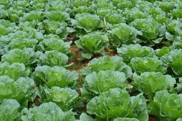 白菜生长的温度需求，发芽适宜温度为20-25℃