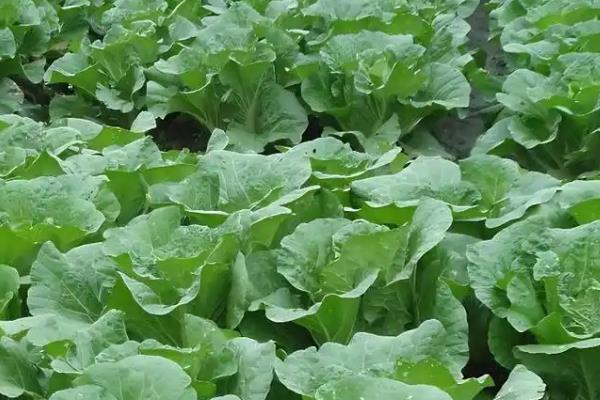 白菜生长的温度需求，发芽适宜温度为20-25℃