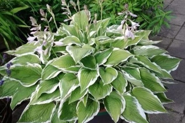 玉簪花怎么养殖，夏季每天浇水2次