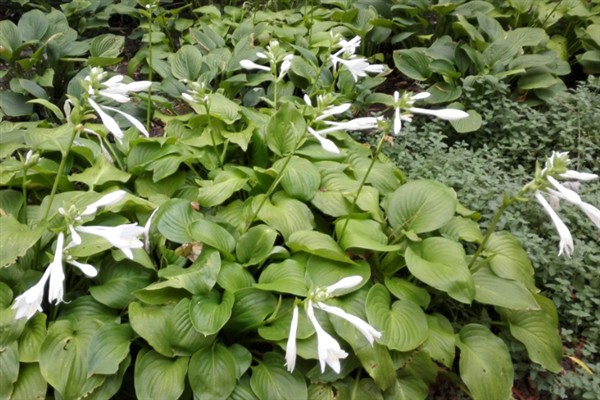 玉簪花怎么养殖，夏季每天浇水2次