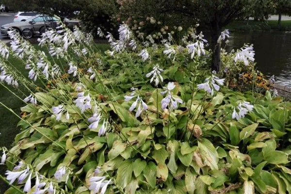 玉簪花怎么养殖，夏季每天浇水2次