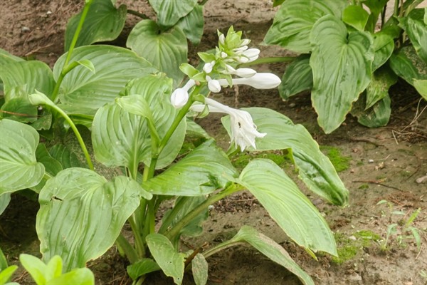 玉簪花怎么养殖，夏季每天浇水2次