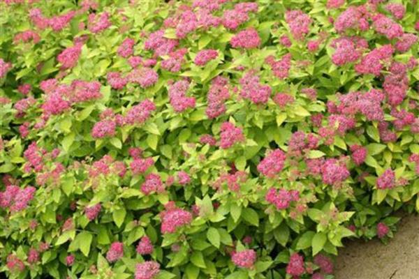 金焰绣线菊的开花持续时间，在夏秋季节开放、花期可持续4个月左右