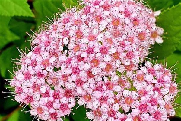 金焰绣线菊的开花持续时间，在夏秋季节开放、花期可持续4个月左右