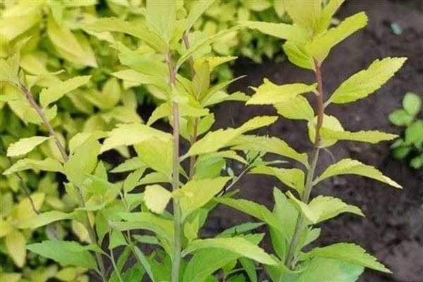 金焰绣线菊的开花持续时间，在夏秋季节开放、花期可持续4个月左右