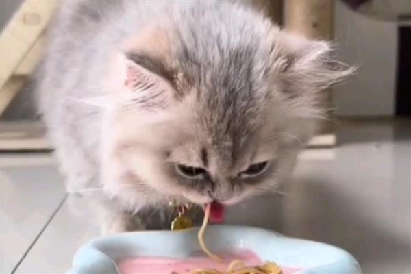 如何预防猫咪肝炎，应选用优质的猫粮