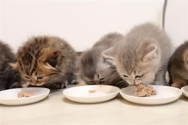 如何预防猫咪肝炎，应选用优质的猫粮