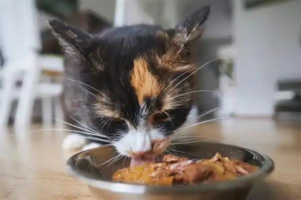 如何预防猫咪肝炎，应选用优质的猫粮