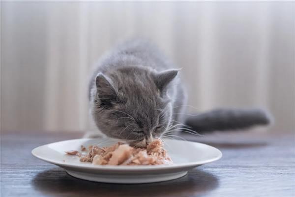 如何预防猫咪肝炎，应选用优质的猫粮