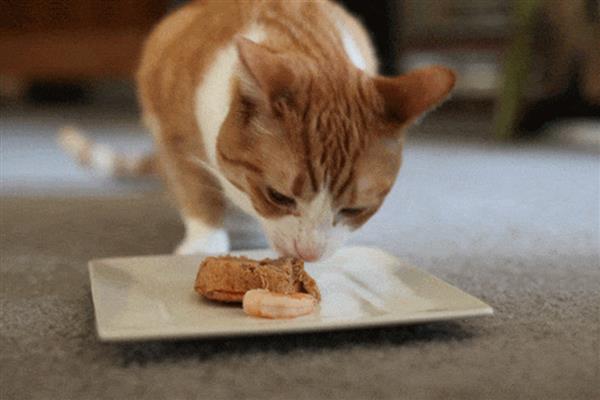 如何预防猫咪肝炎，应选用优质的猫粮