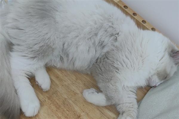 如何预防猫咪肝炎，应选用优质的猫粮
