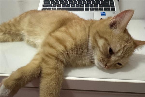如何预防猫咪肝炎，应选用优质的猫粮