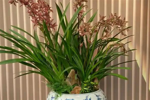 兰花变黄如何处理，视情况采取针对性措施