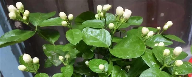 茉莉花如何养殖，喜欢温暖湿润的土壤