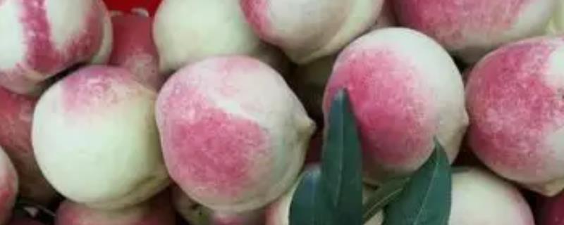 映霜红桃是什么品种，原名叫冬雪王桃