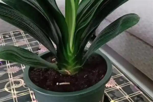 君子兰烂根如何处理，剪除烂根经过消毒后再换土重栽