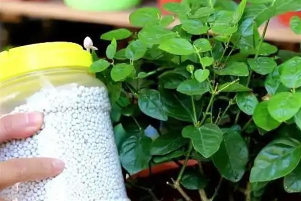茉莉花如何养殖，喜欢温暖湿润的土壤