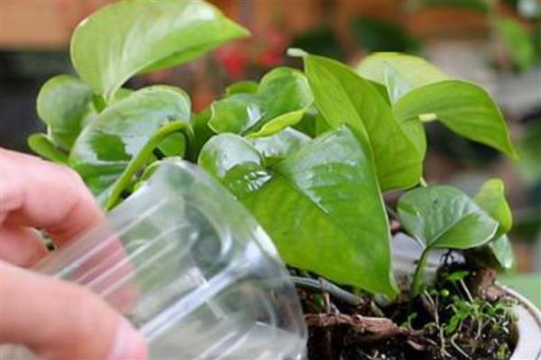 绿植的养护知识，尽量的及时补充肥料