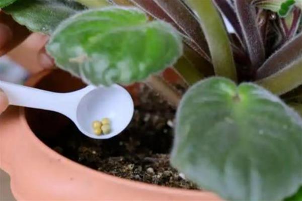 绿植的养护知识，尽量的及时补充肥料