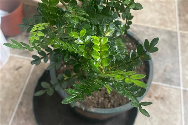 绿植的养护知识，尽量的及时补充肥料