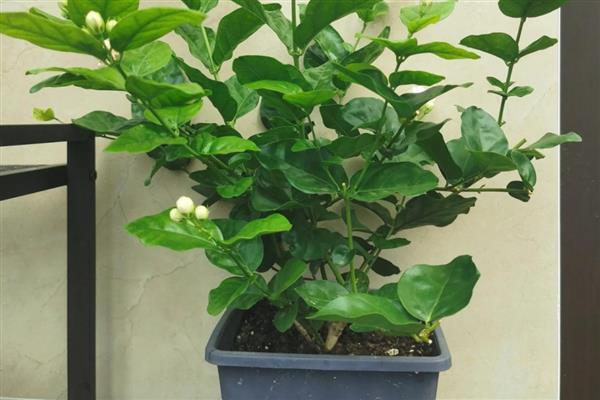 绿植的养护知识，尽量的及时补充肥料