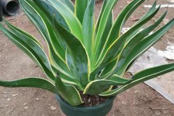 绿植的养护知识，尽量的及时补充肥料