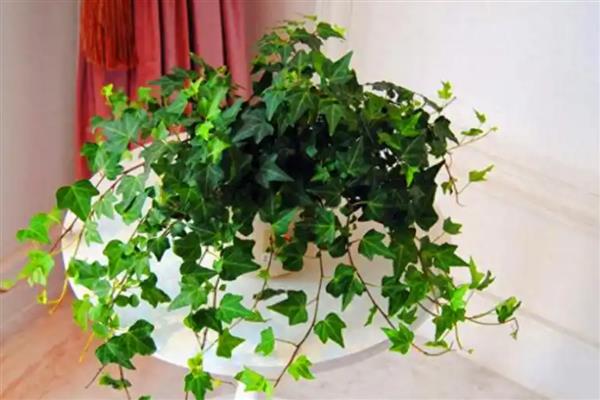 绿植的养护知识，尽量的及时补充肥料