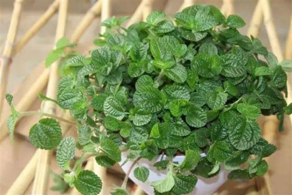 绿植的养护知识，尽量的及时补充肥料