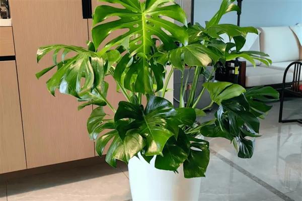 绿植的养护知识，尽量的及时补充肥料