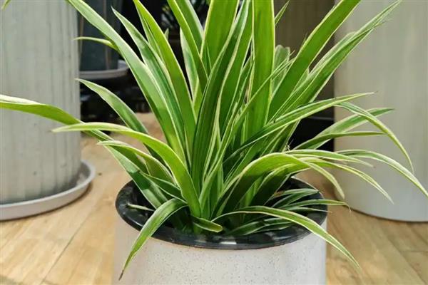 绿植的养护知识，尽量的及时补充肥料