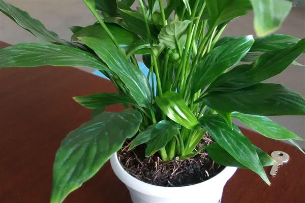 绿植的养护知识，尽量的及时补充肥料