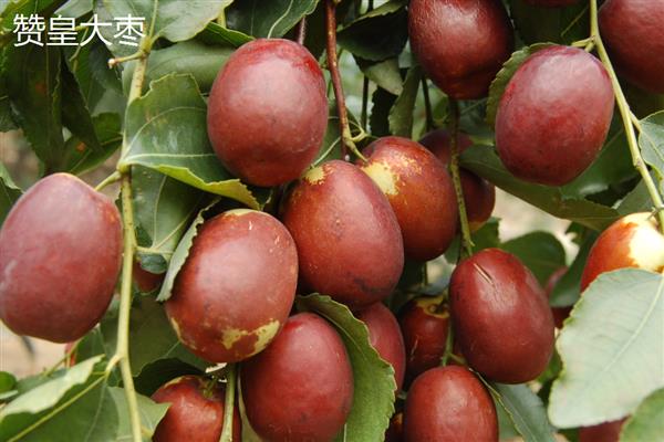 红枣有什么种类，常见七月鲜、鸡蛋枣等品种