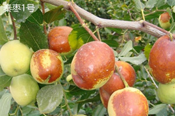 红枣有什么种类，常见七月鲜、鸡蛋枣等品种