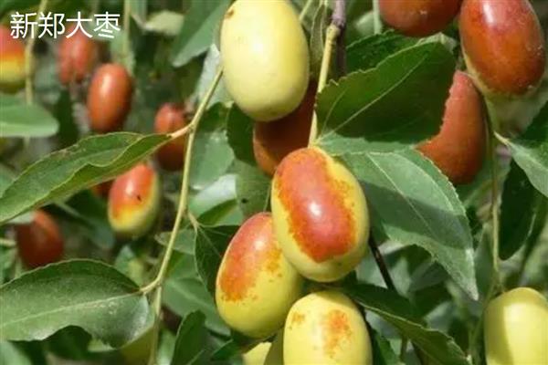 红枣有什么种类，常见七月鲜、鸡蛋枣等品种