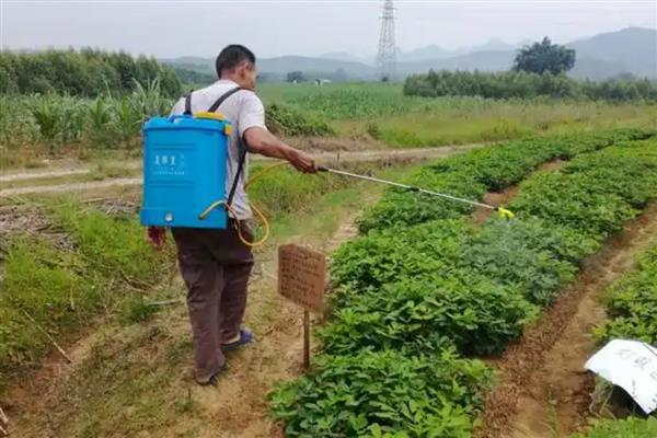 花生打除草剂用哪种药，可以使用精喹禾灵、氟磺胺等