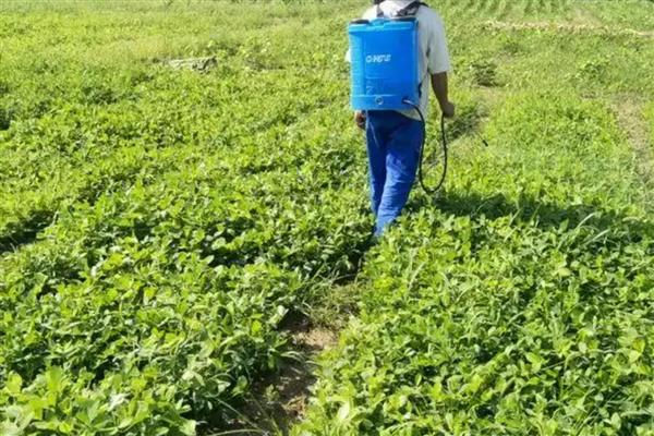 花生打除草剂用哪种药，可以使用精喹禾灵、氟磺胺等