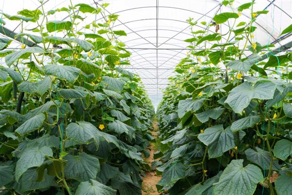 连续阴天怎么管理黄瓜，喷施叶面肥可增强植株的抗逆性