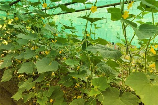 连续阴天怎么管理黄瓜，喷施叶面肥可增强植株的抗逆性