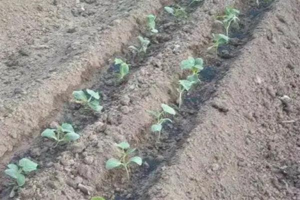 连续阴天怎么管理黄瓜，喷施叶面肥可增强植株的抗逆性