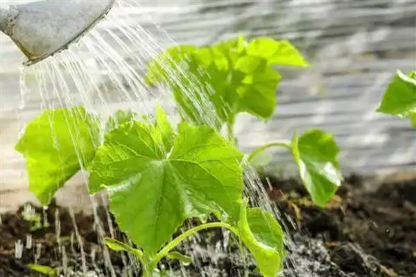 连续阴天怎么管理黄瓜，喷施叶面肥可增强植株的抗逆性