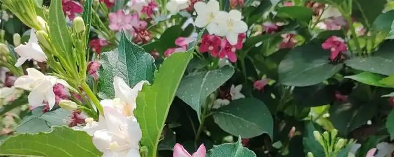 如何养殖五彩锦带，及时剪除病弱枝和枯枝可促进新芽生长