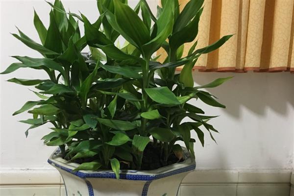 不喜阳光的室内花卉有哪些，有绿萝、发财树等