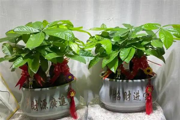 不喜阳光的室内花卉有哪些，有绿萝、发财树等