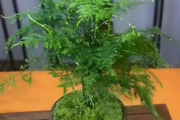 不喜阳光的室内花卉有哪些，有绿萝、发财树等
