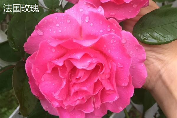 玫瑰花有什么品种，戴安娜、卡罗拉等品种很常见