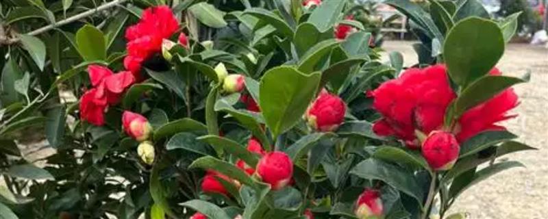茶花花蕾干枯的原因，主要是缺少阳光、湿度过低、浇水过量所致